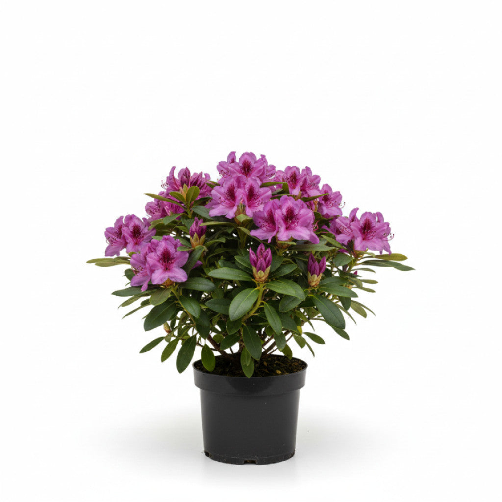 Rhododendron – Rhododendron &