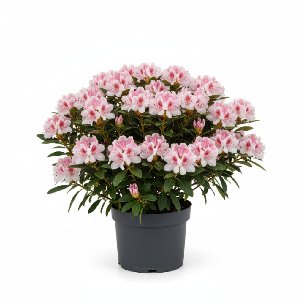 Rhododendron – Rhododendron Hachmann&