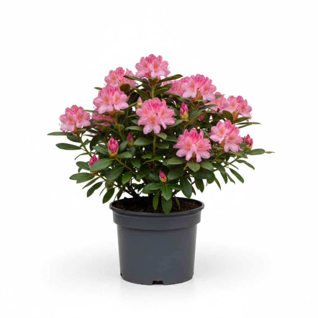 Rhododendron – Rhododendron &