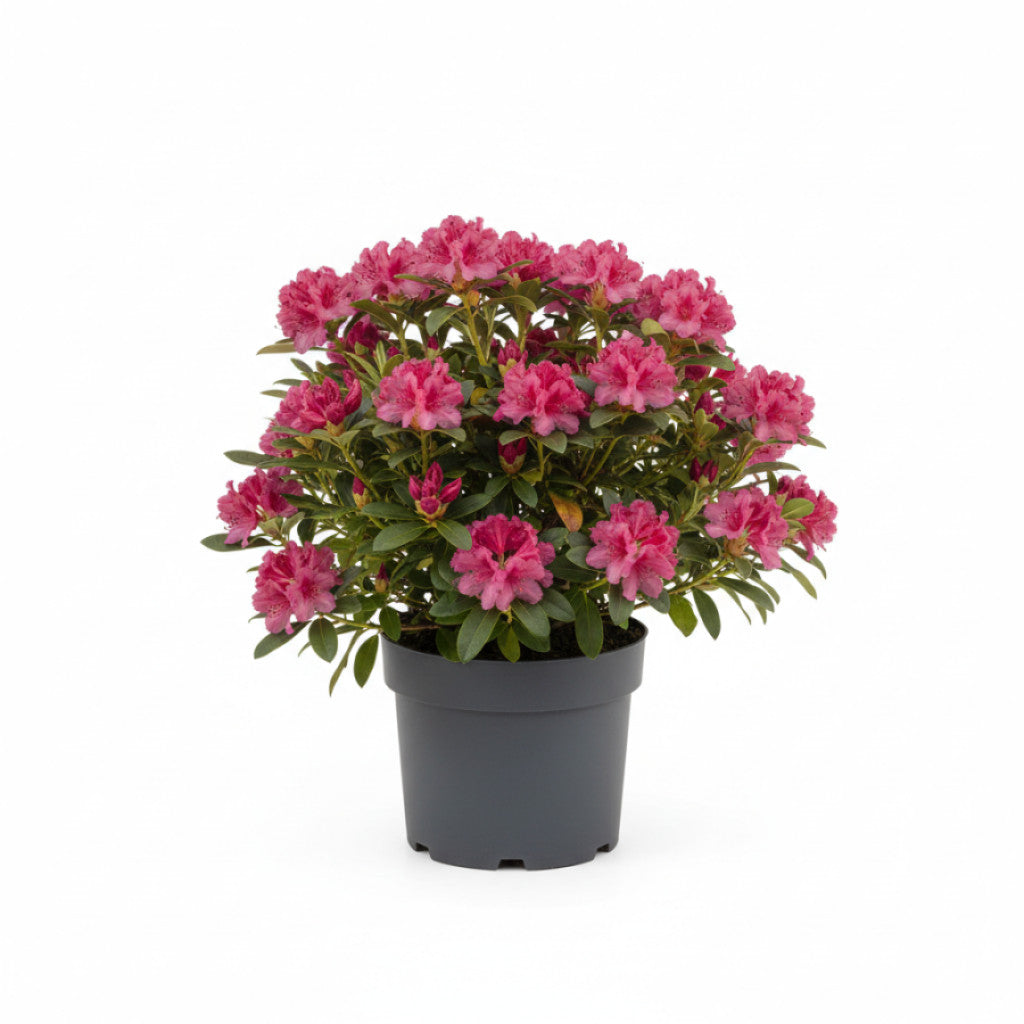 Rhododendron – Rhododendron (Y); &