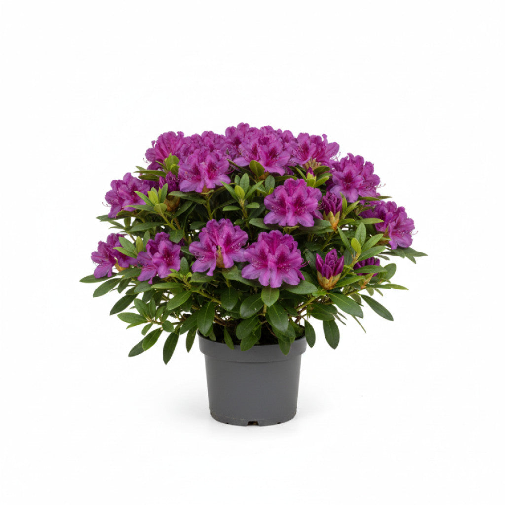 Rhododendron – Rhododendron (AJ); Geisha Purple - C2 20-25 CM