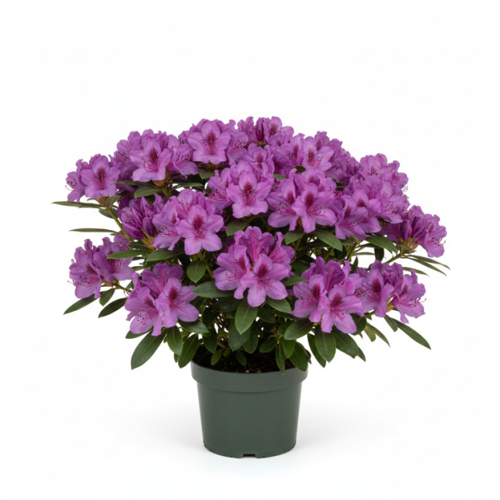 Rhododendron – Rhododendron (AJ); Geisha Purple - C4 25-30 CM