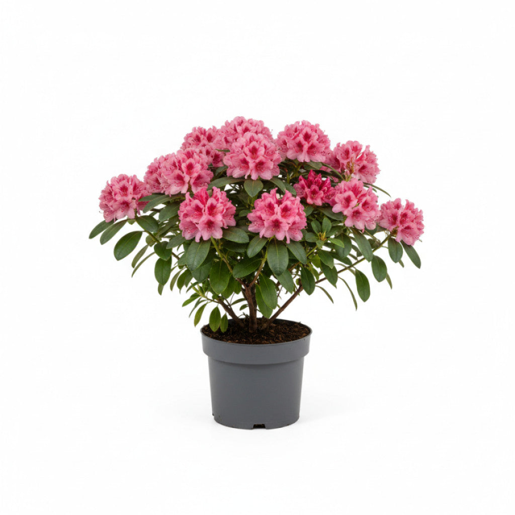 Rhododendron – Rhododendron (AK); &
