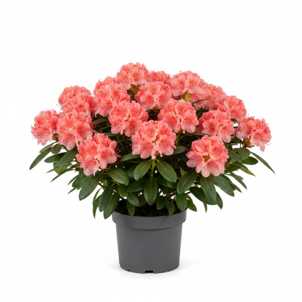 Rhododendron – Rhododendron (AK); &
