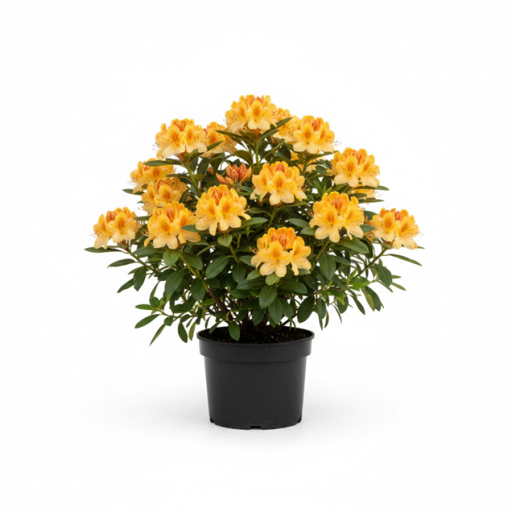 Rhododendron – Rhododendron &