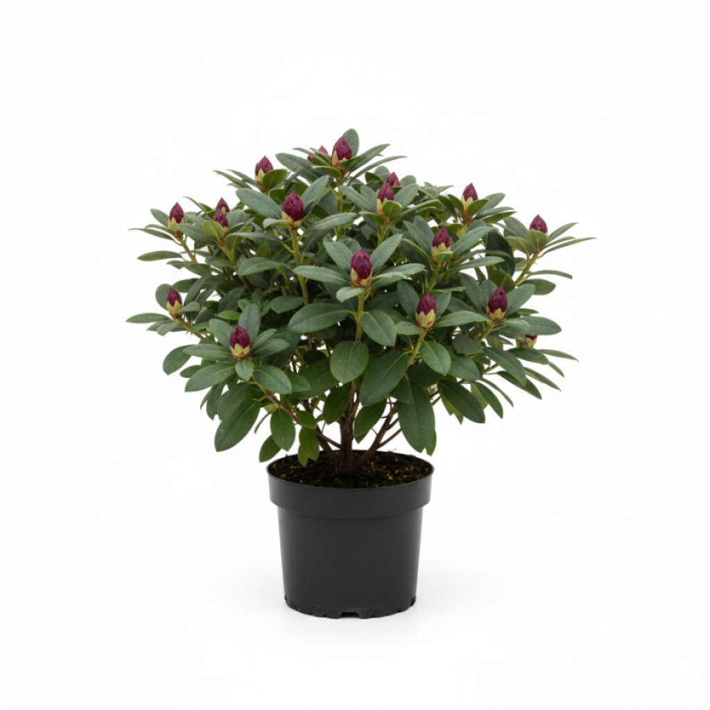Rhododendron – Rhododendron &
