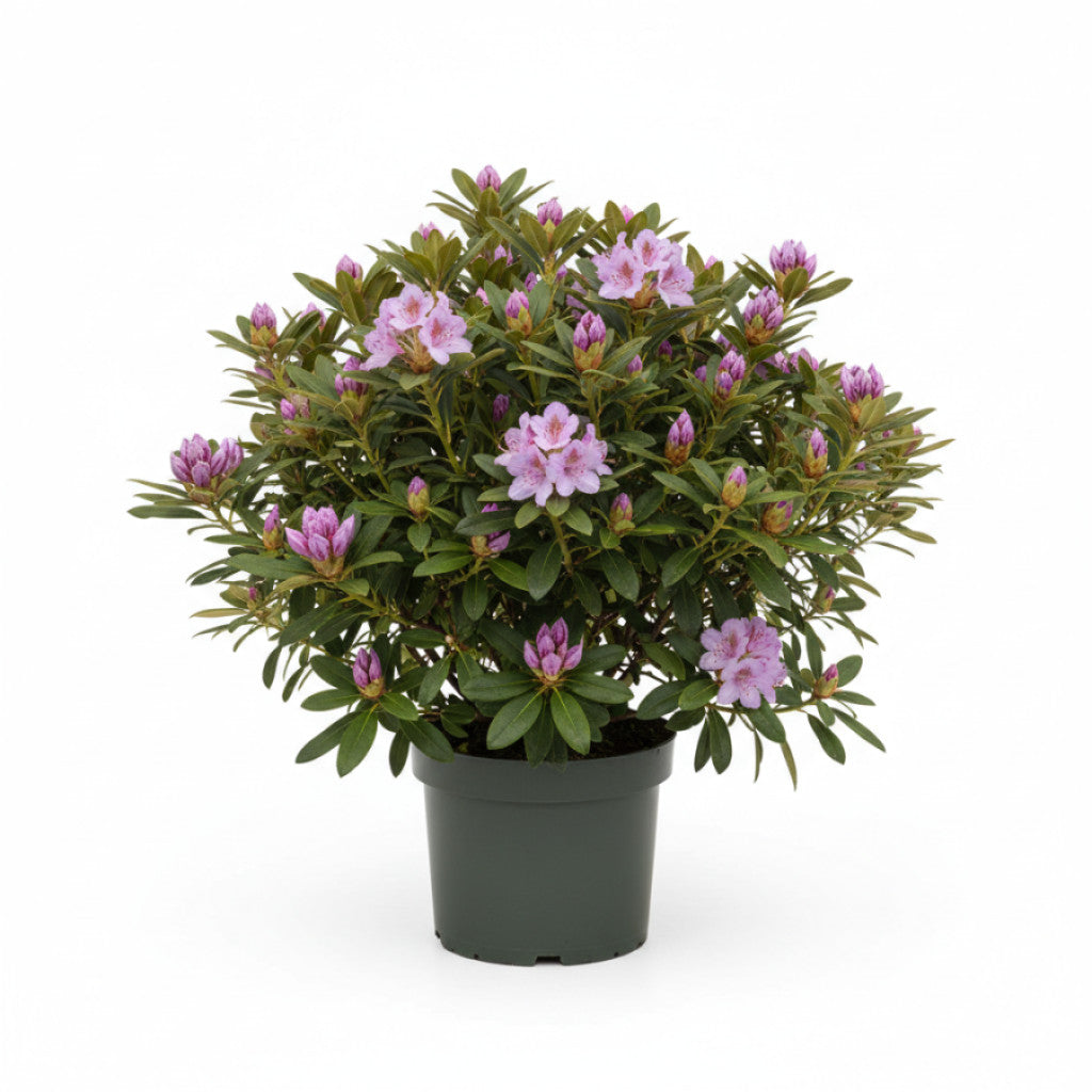 Rhododendron – Rhododendron &