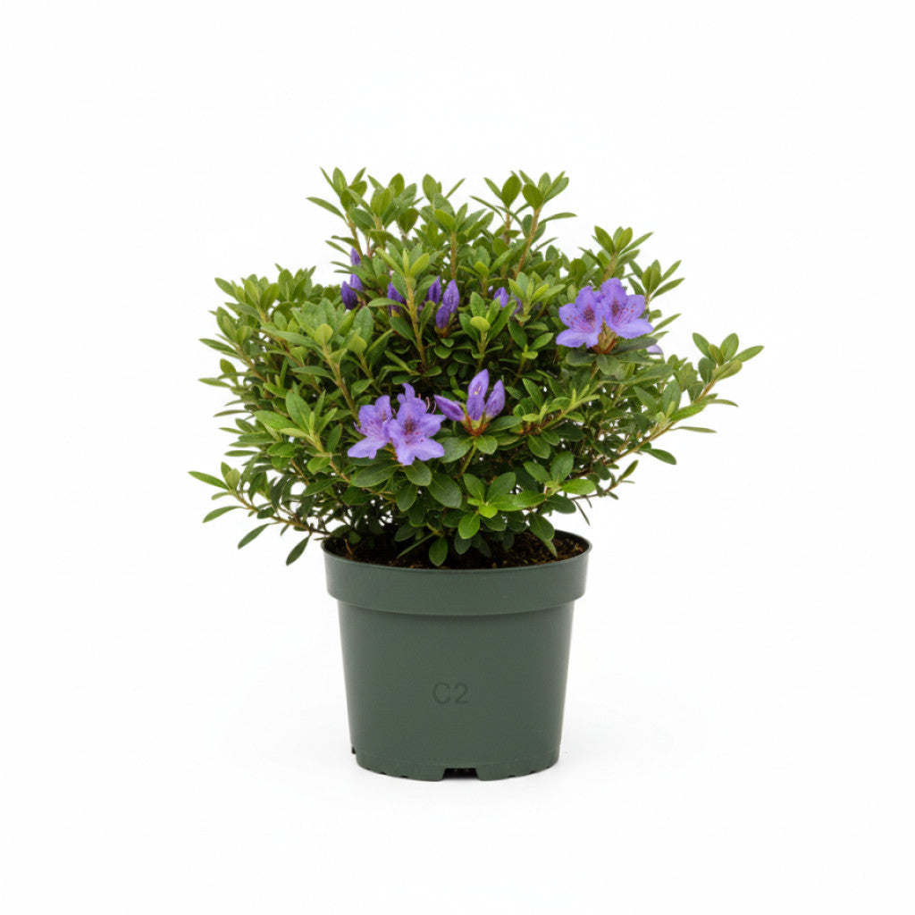 Rhododendron – Rhododendron impeditum - C2 15-20 CM