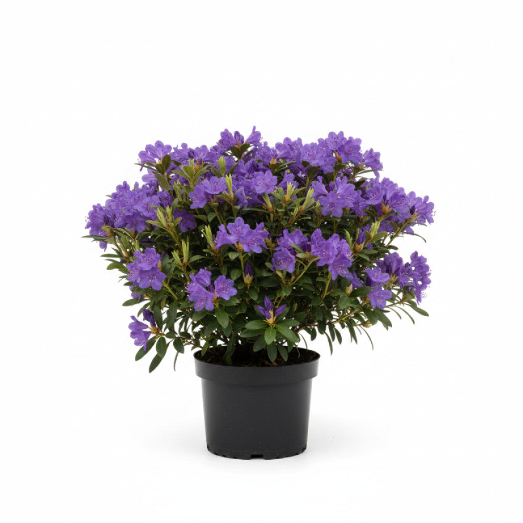 Rhododendron – Rhododendron impeditum - C2 20-25 CM
