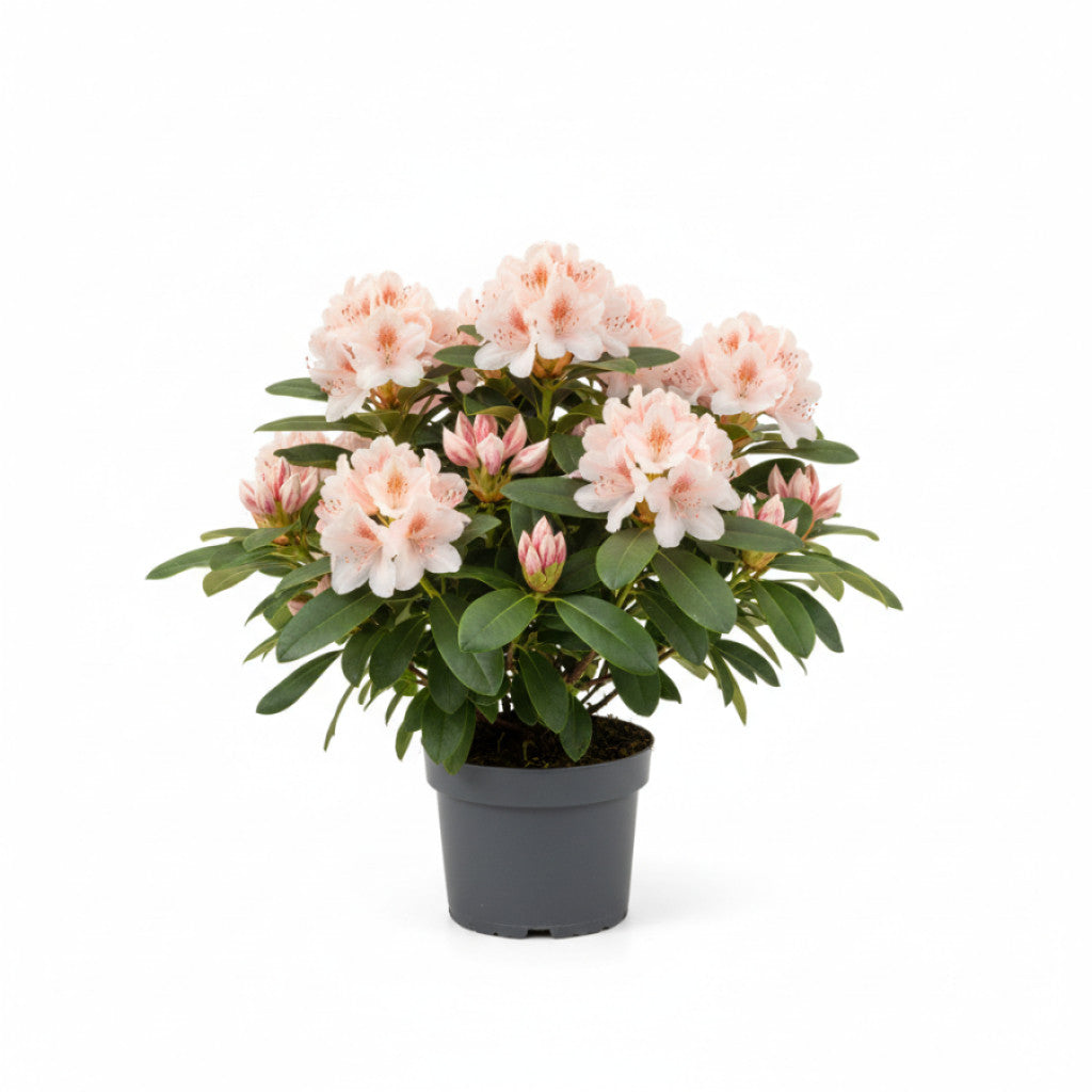 Rhododendron – Rhododendron (AO); &