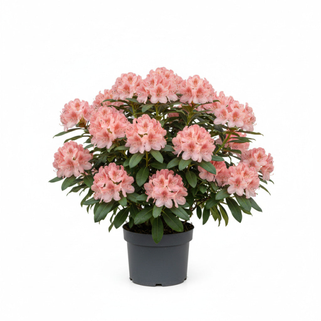 Rhododendron – Rhododendron (AO); &