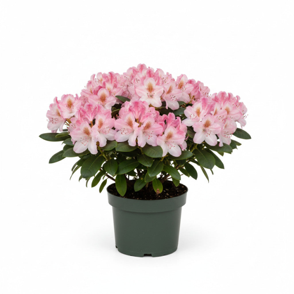 Rhododendron – Rhododendron (AJ); &