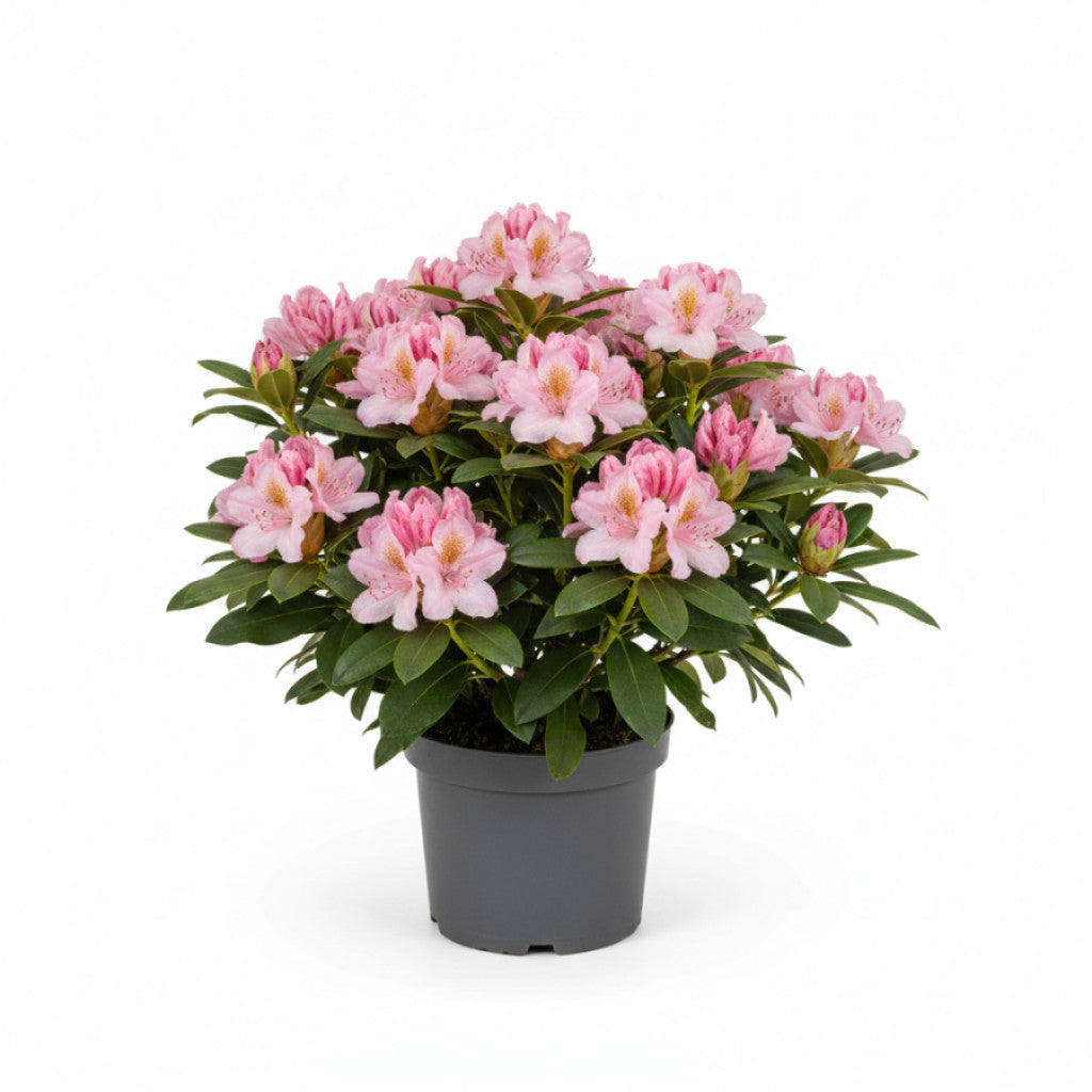 Rhododendron – Rhododendron (AJ); &