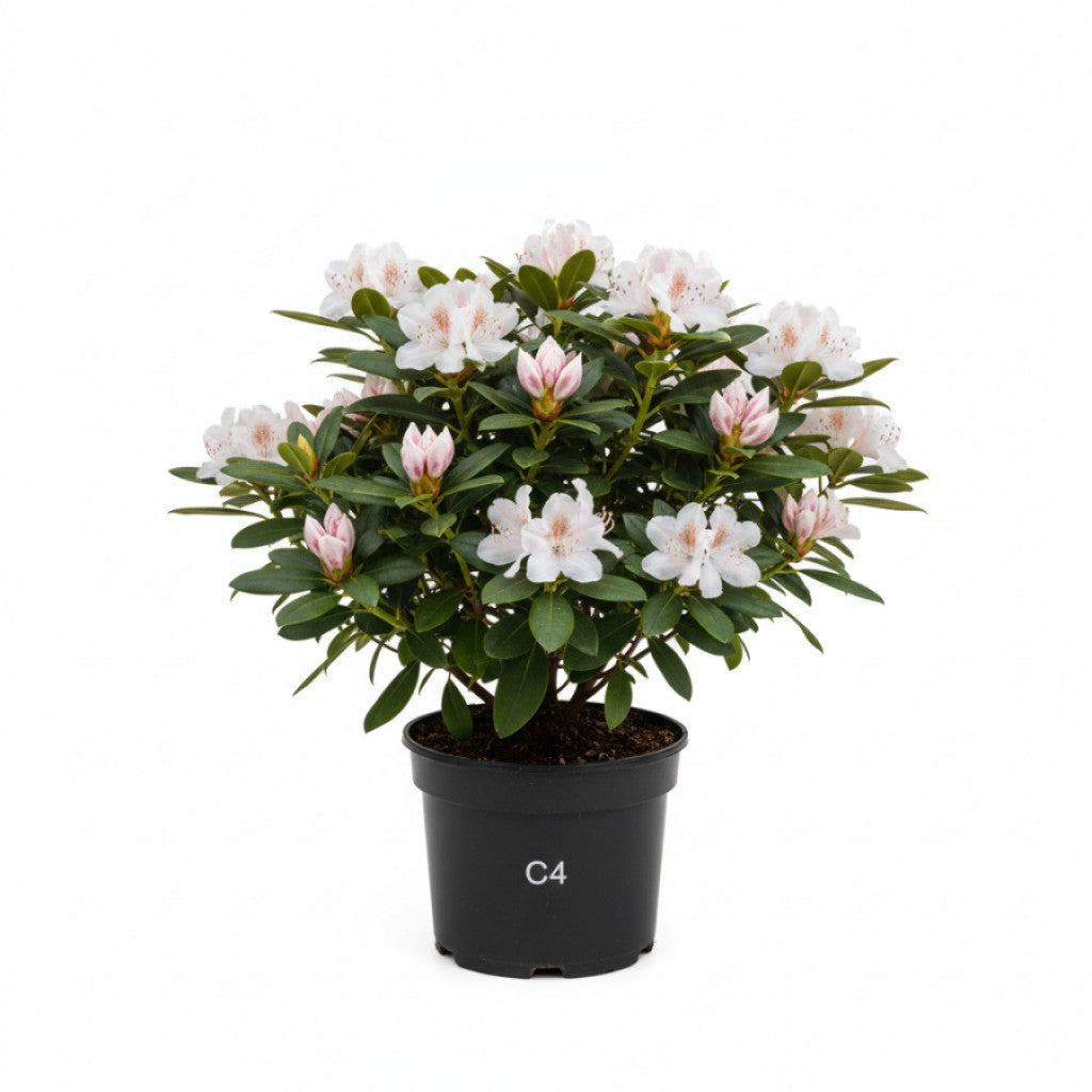 Rhododendron – Rhododendron (AJ); &