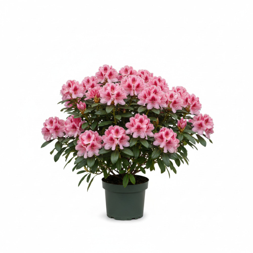 Rhododendron – Rhododendron (AP); &