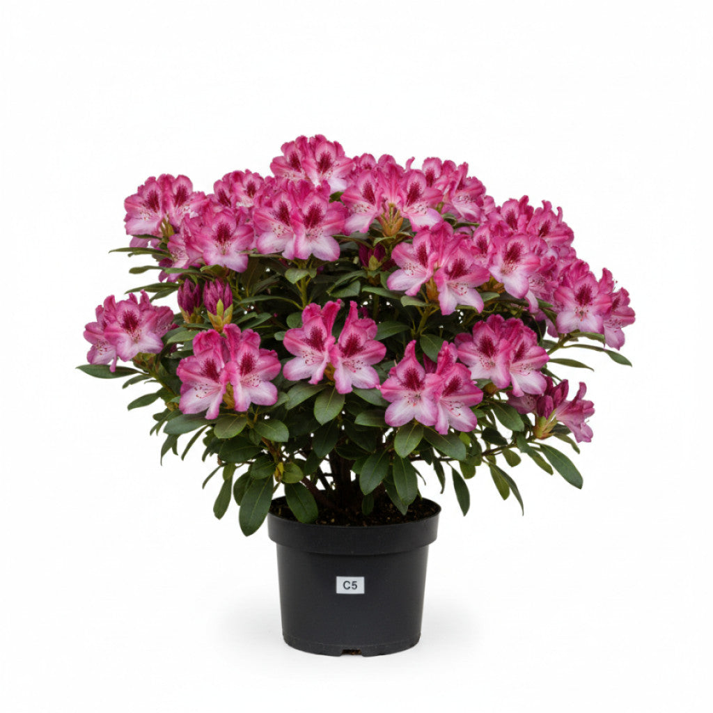 Rhododendron – Rhododendron (AP); &