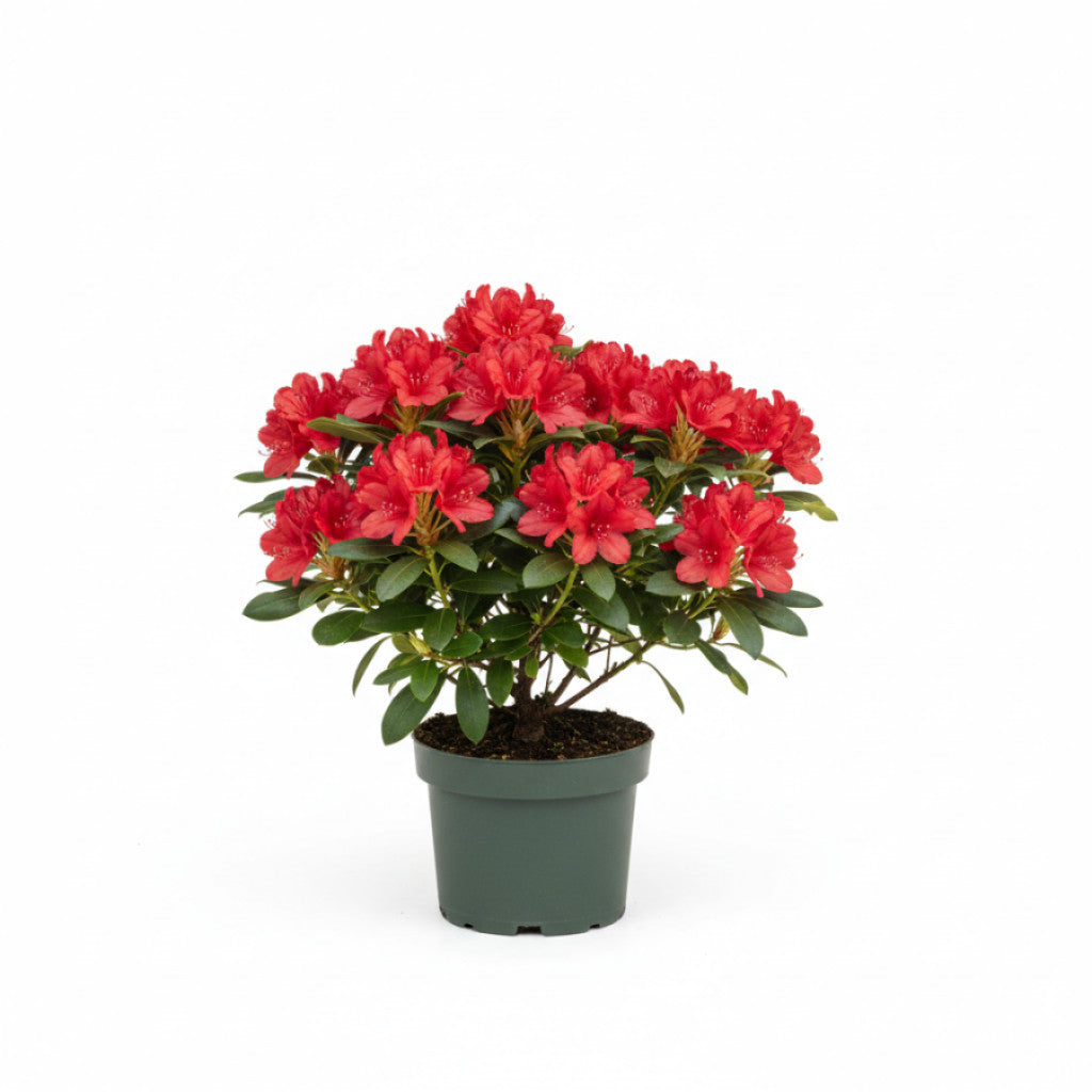 Rhododendron – Rhododendron (AK); &