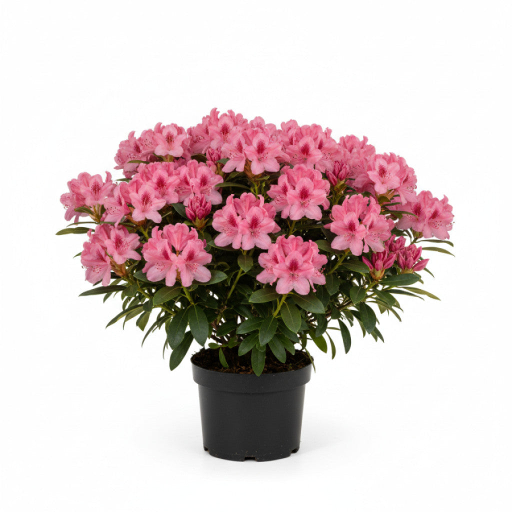 Rhododendron – Rhododendron (Y); &