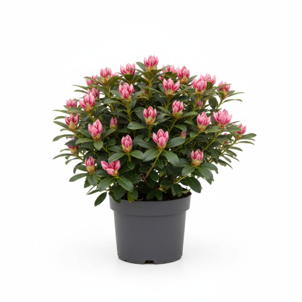 Rhododendron – Rhododendron (Y); &