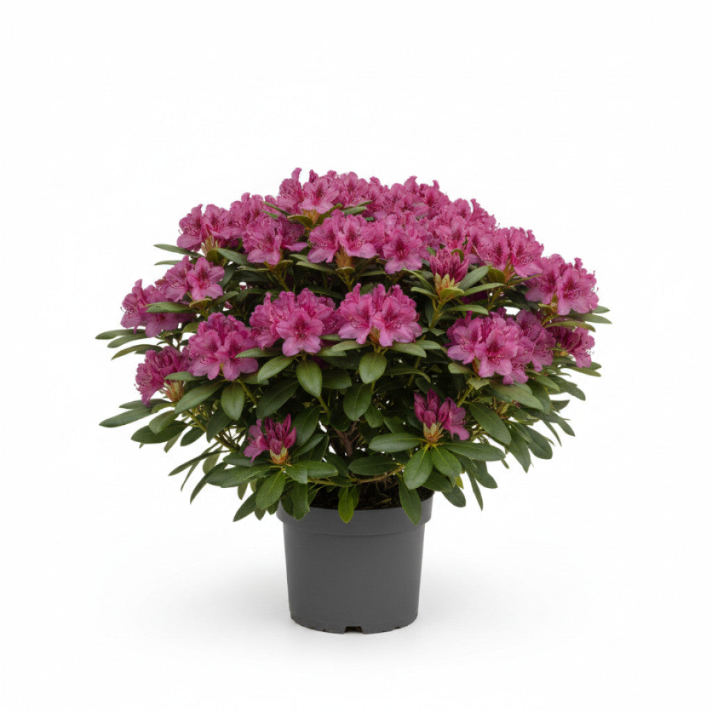 Rhododendron – Rhododendron (Y); &
