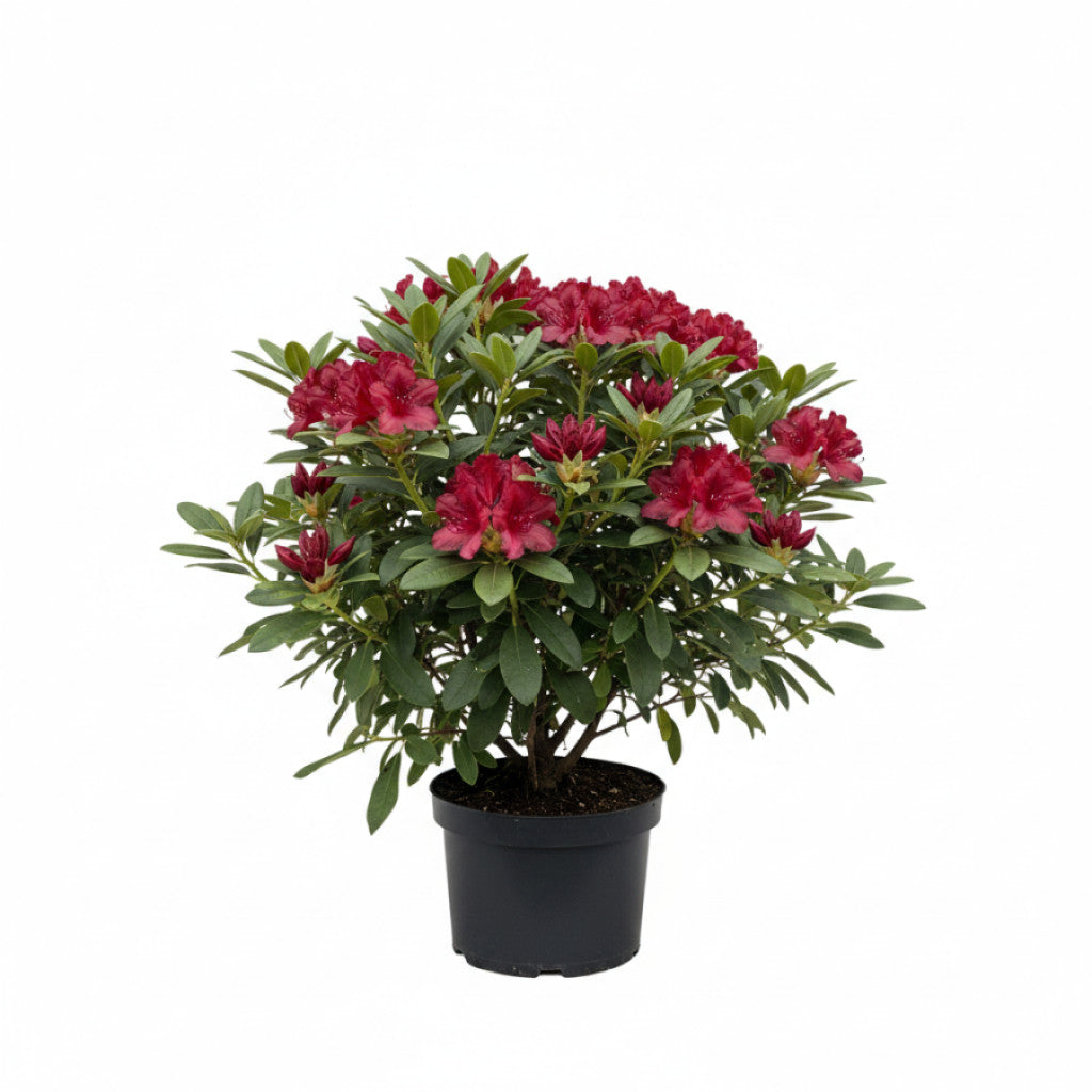 Rhododendron – Rhododendron &