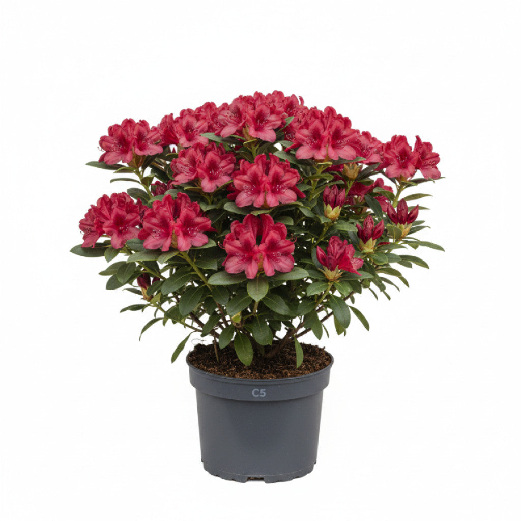 Rhododendron – Rhododendron (AV); &