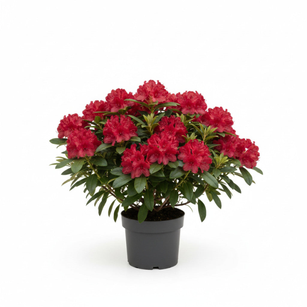 Rhododendron – Rhododendron (AV); &