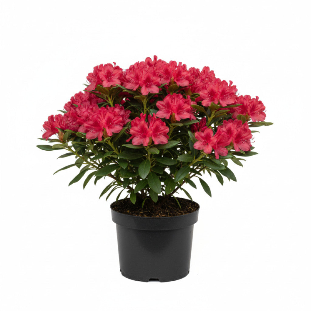 Rhododendron – Rhododendron (AJ); &
