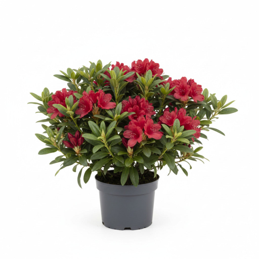Rhododendron – Rhododendron (AJ); &