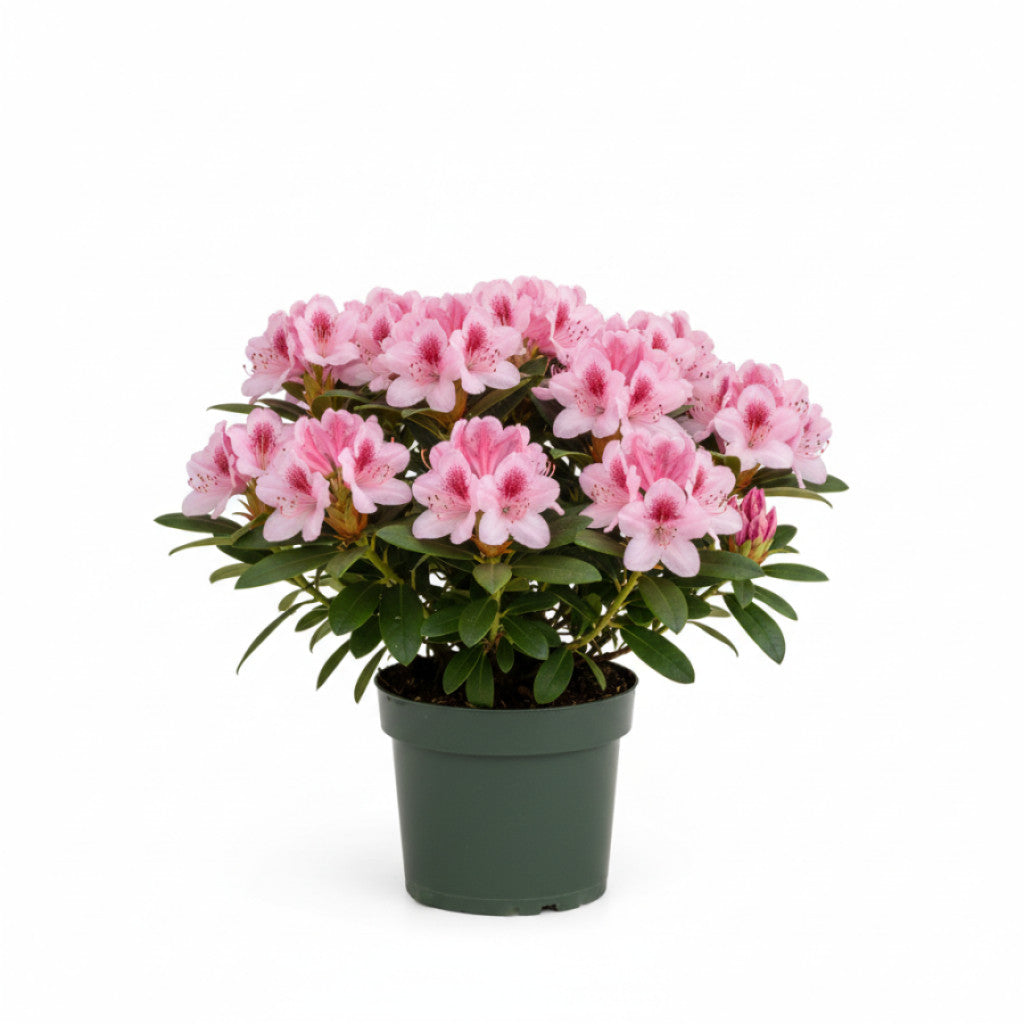 Rhododendron – Rhododendron (AJ); &