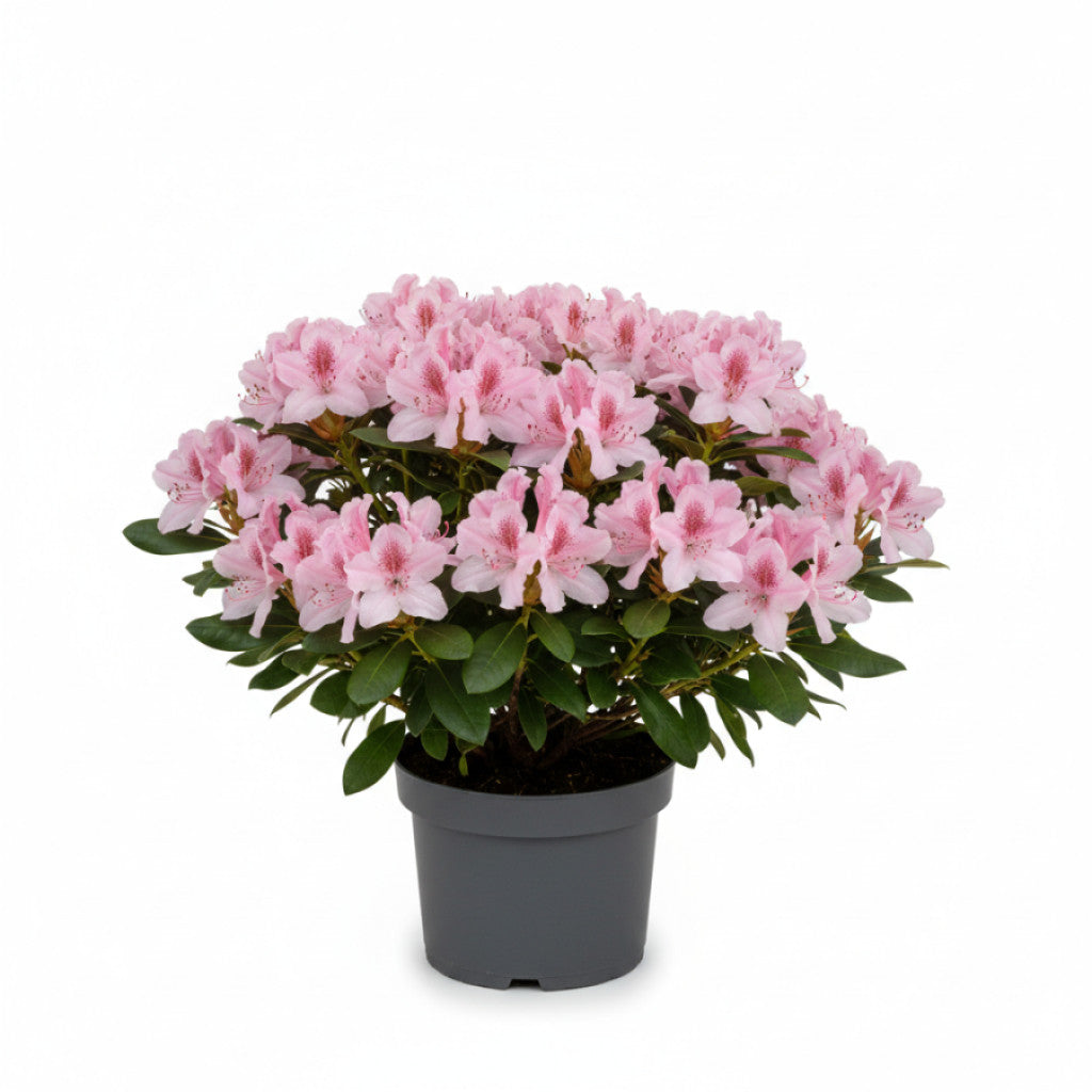 Rhododendron – Rhododendron (AJ); &