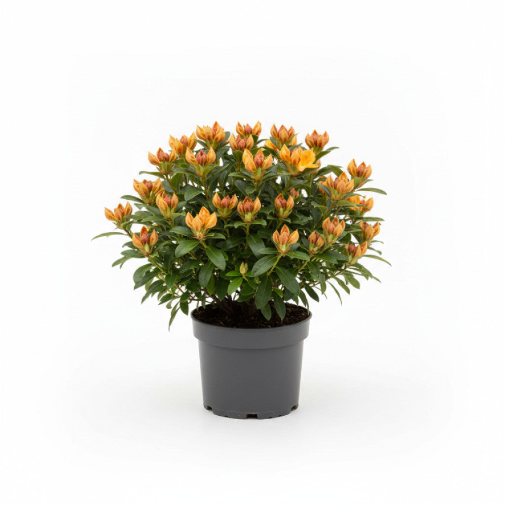 Rhododendron – Rhododendron (AK); &