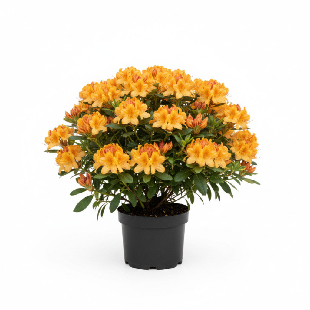 Rhododendron – Rhododendron (AK); &