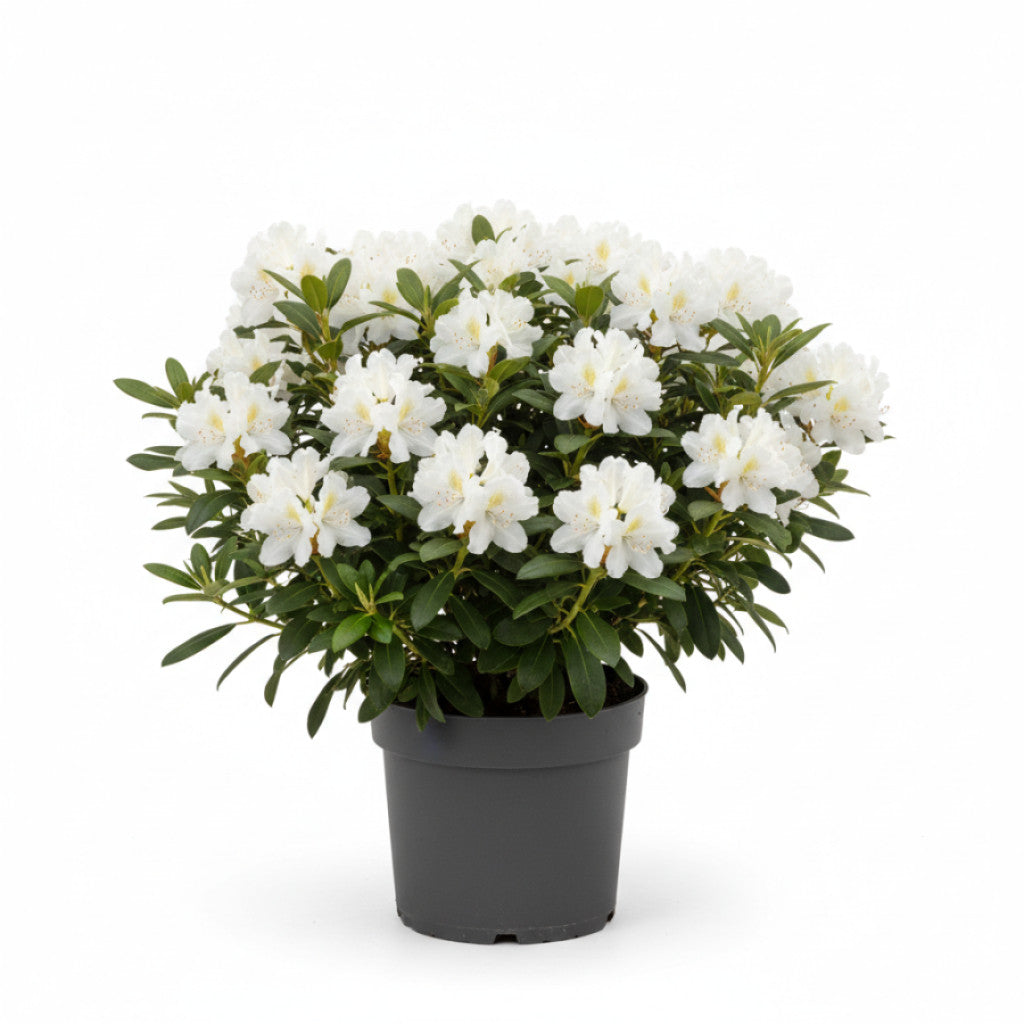Rhododendron – Rhododendron (Y); &