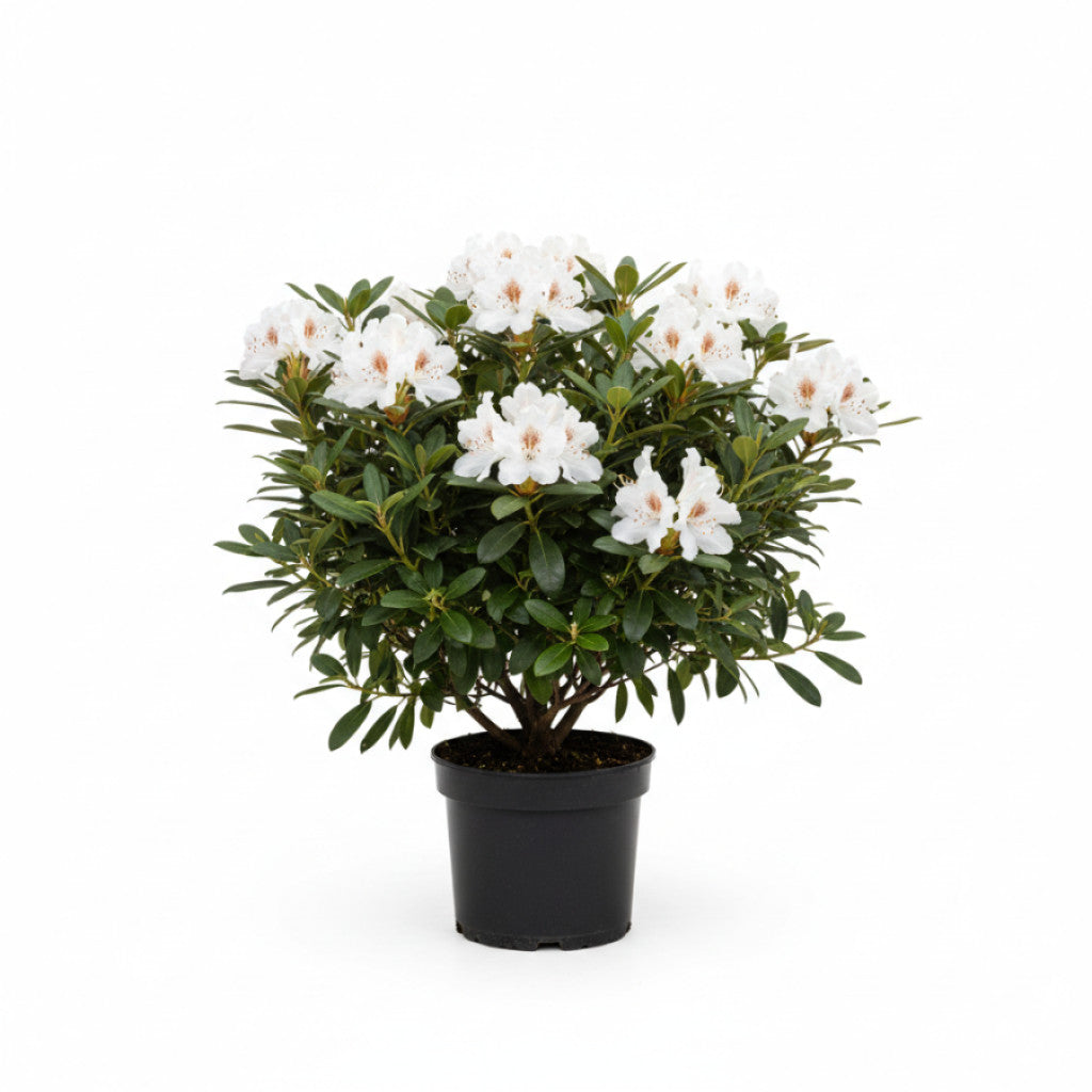 Rhododendron – Rhododendron (Y); &