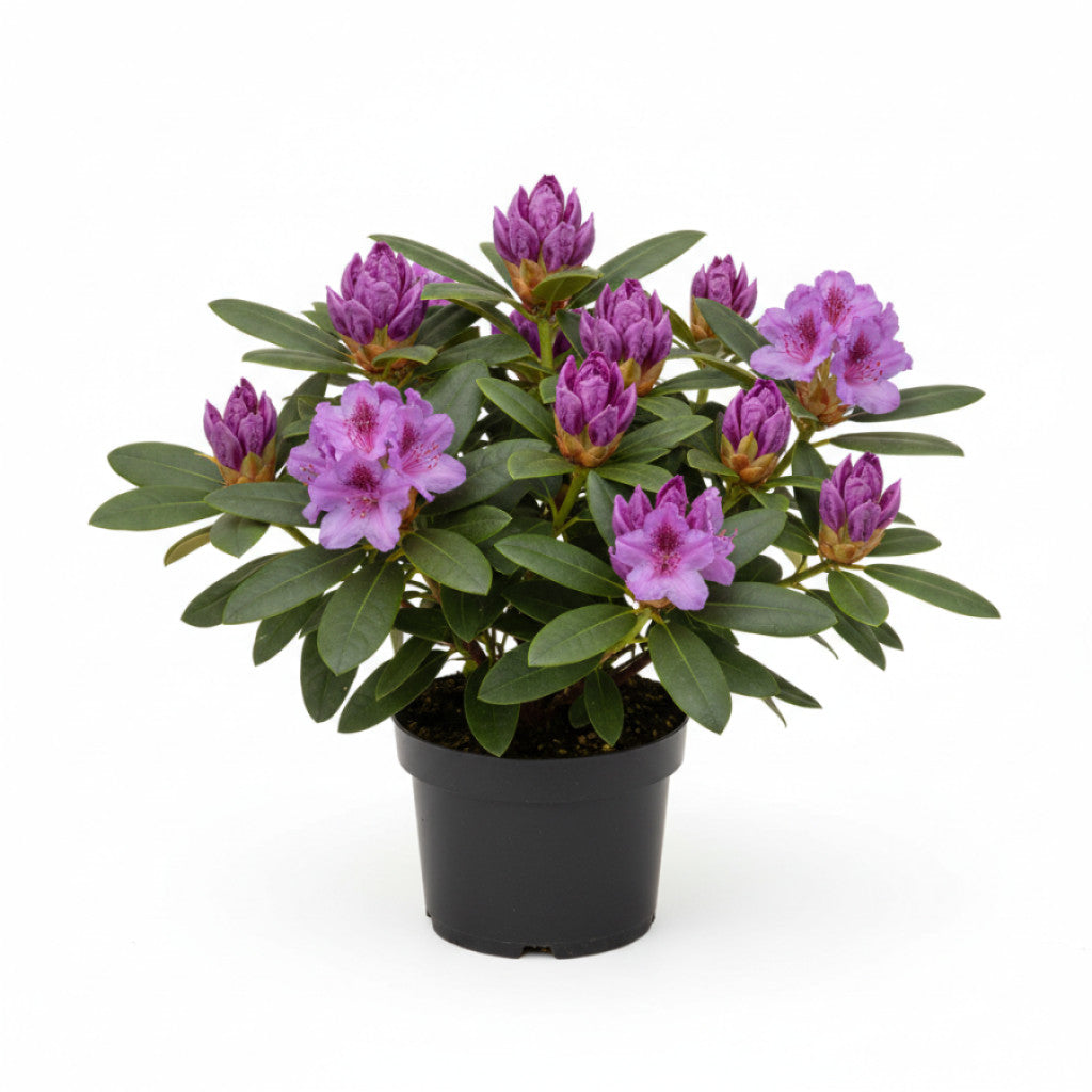 Rhododendron – Rhododendron (AJ); &