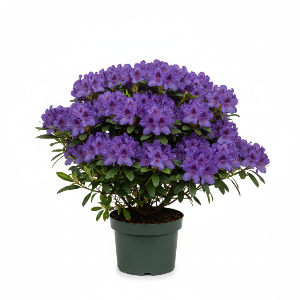 Rhododendron – Rhododendron (AJ); &