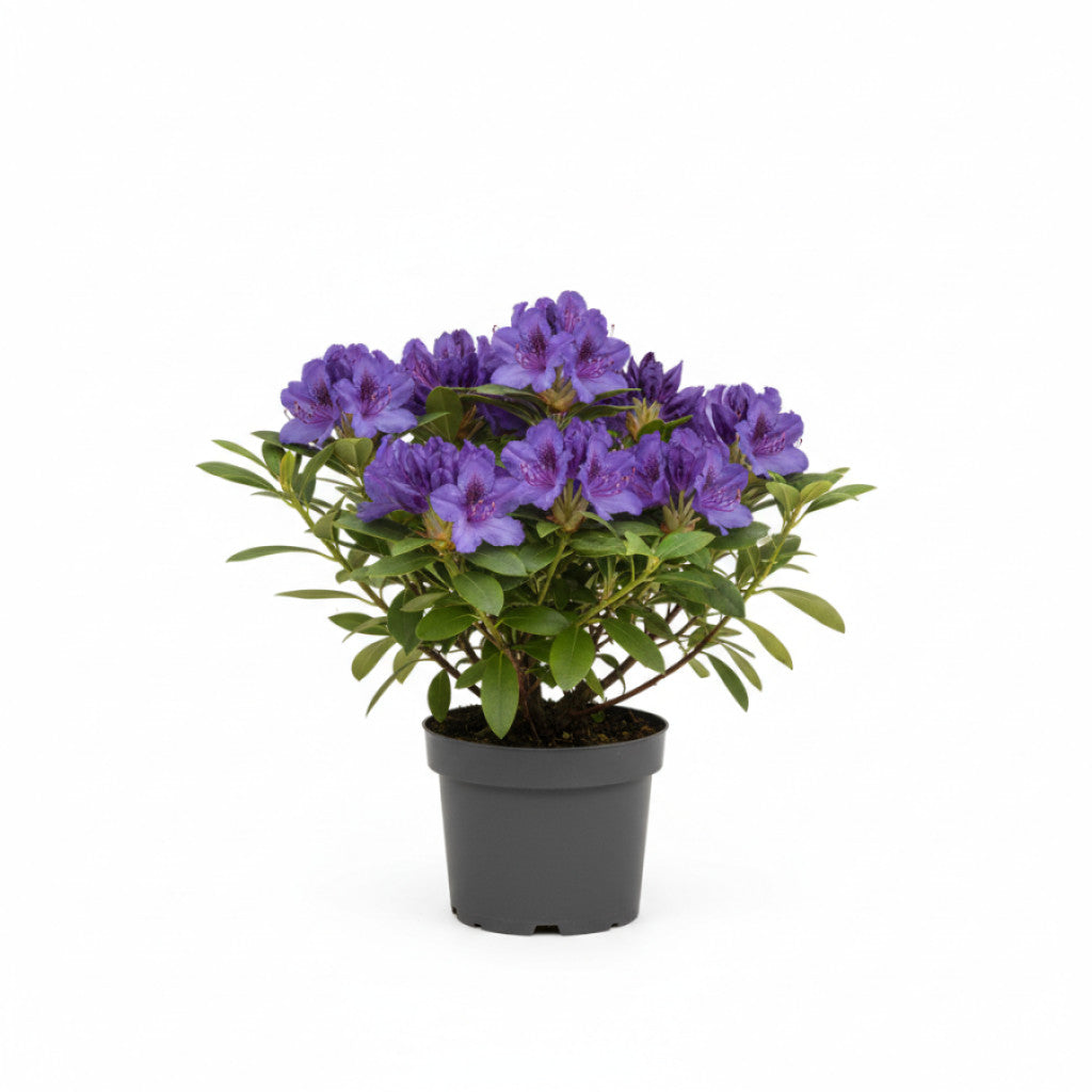 Rhododendron – Rhododendron (AJ); &