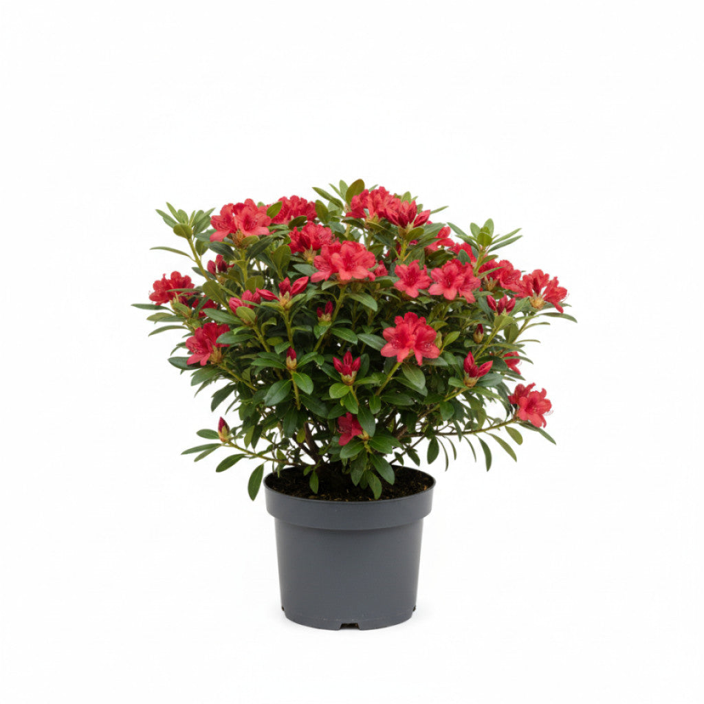 Rhododendron – Rhododendron &