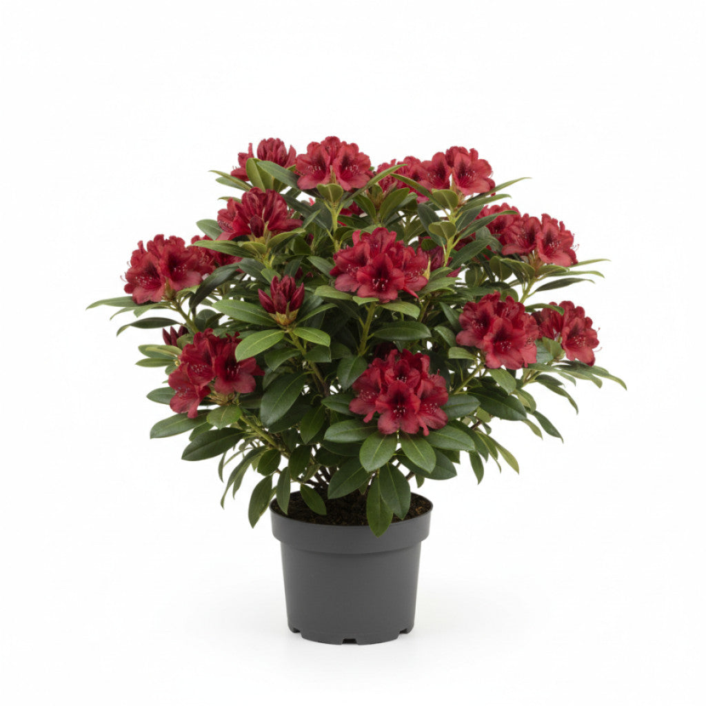 Rhododendron – Rhododendron &