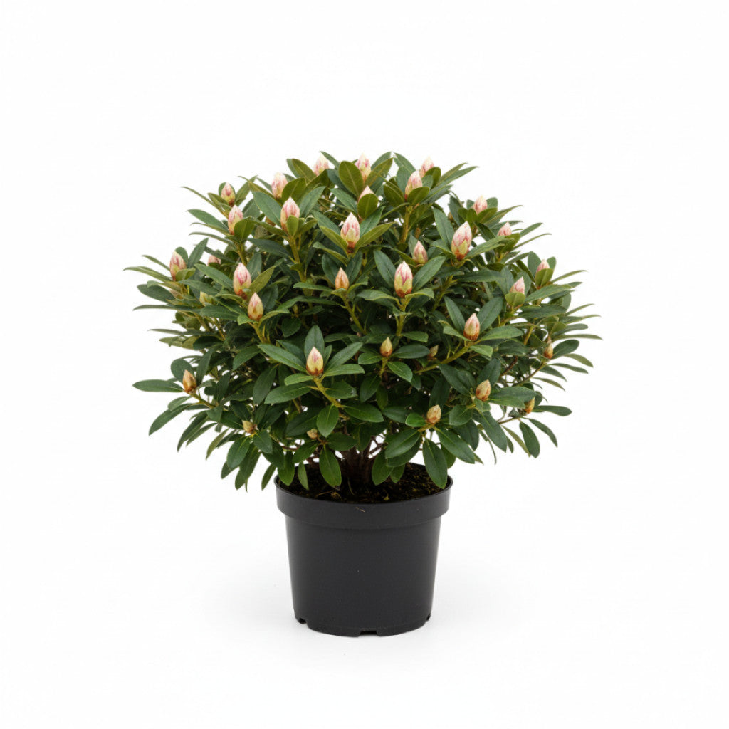 Rhododendron – Rhododendron &