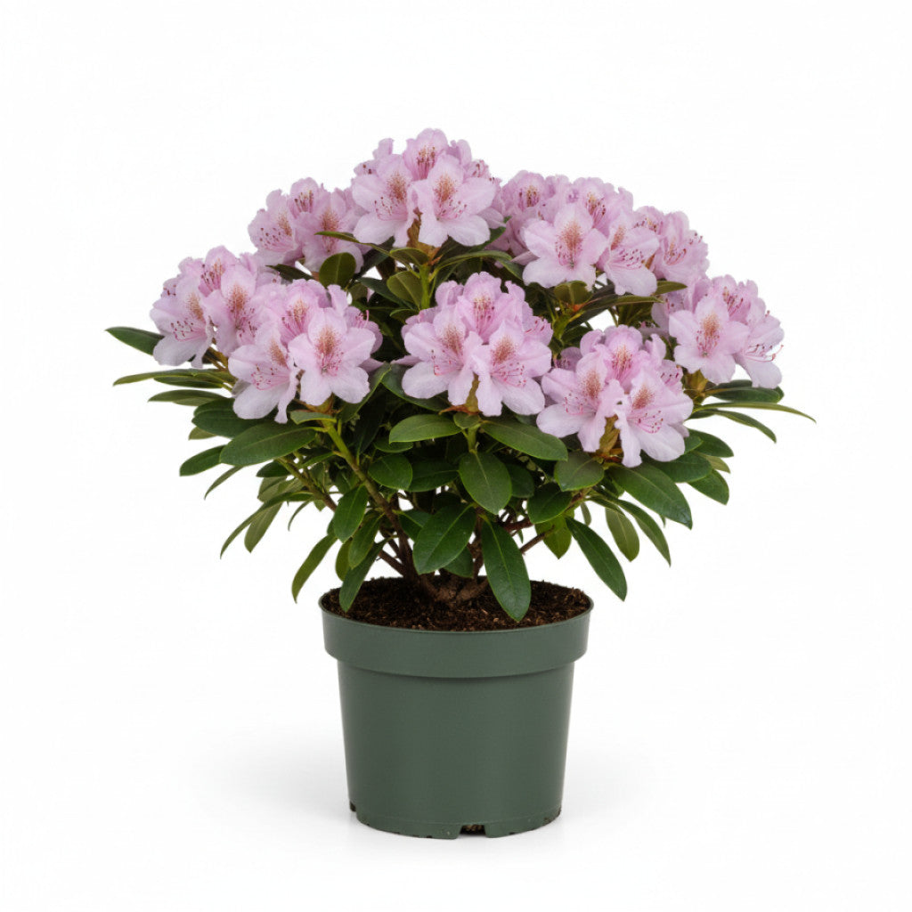 Rhododendron – Rhododendron &
