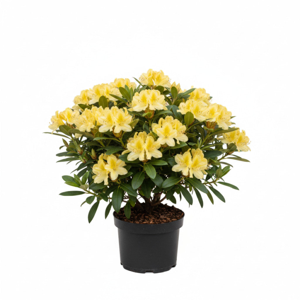 Rhododendron – Rhododendron luteum &
