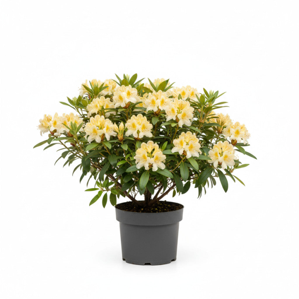 Rhododendron – Rhododendron luteum &