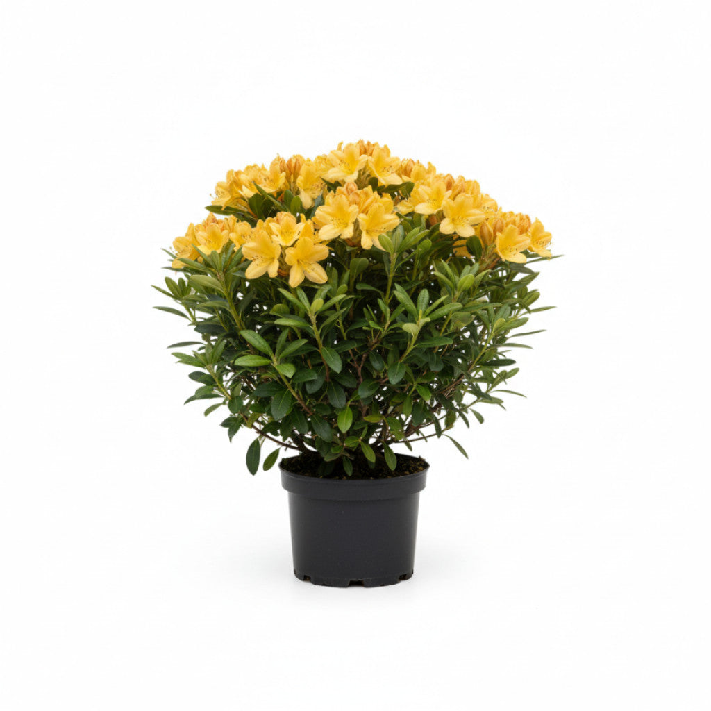 Rhododendron – Rhododendron luteum &