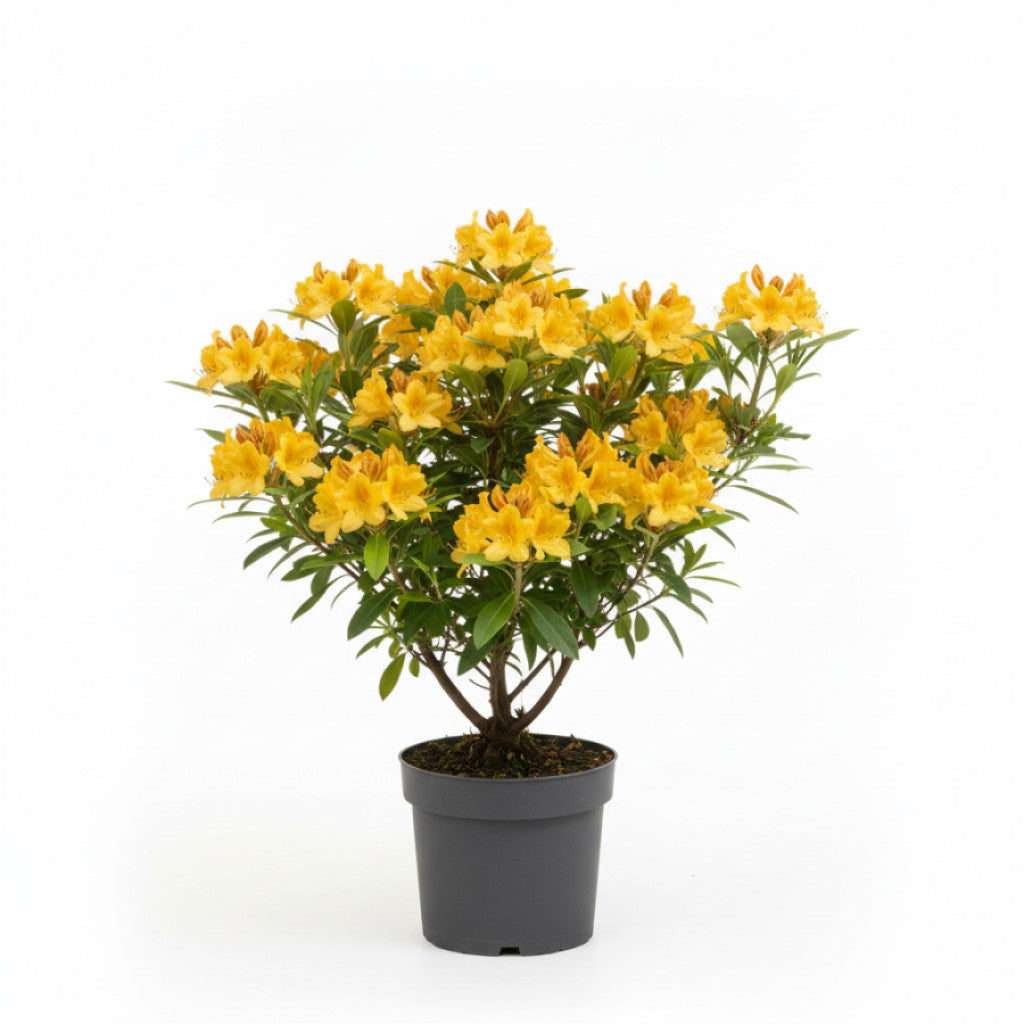 Rhododendron – Rhododendron luteum &