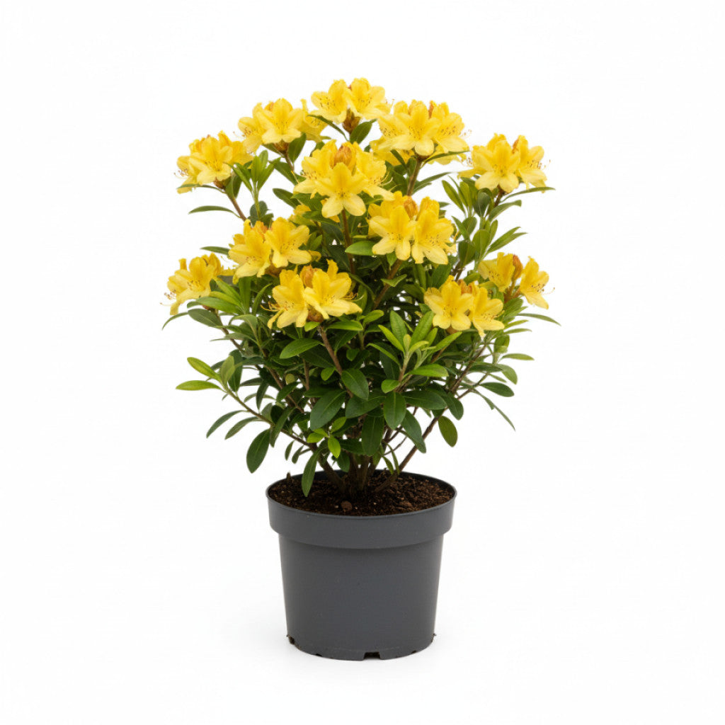 Rhododendron – Rhododendron luteum &