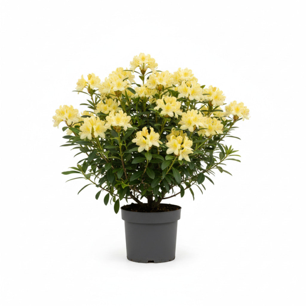 Rhododendron – Rhododendron luteum &