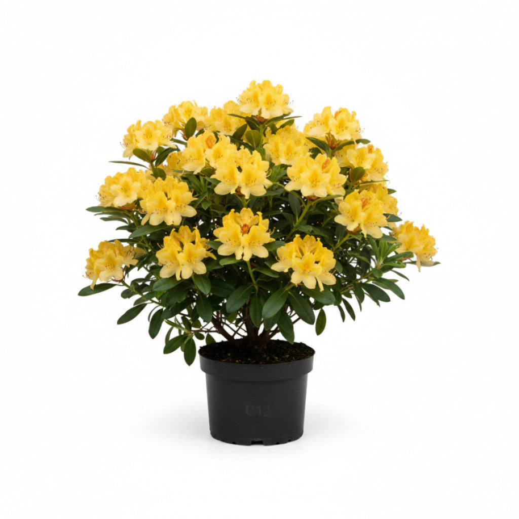 Rhododendron – Rhododendron luteum &