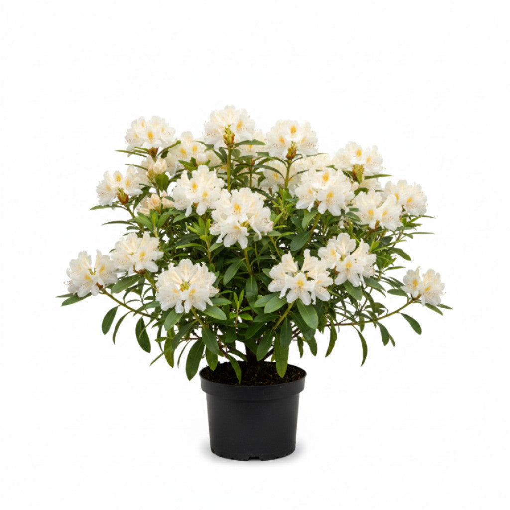 Rhododendron – Rhododendron luteum &